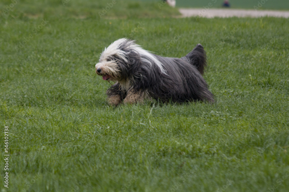 Bearded Collie running in meadow Bearded Collie running in meadow