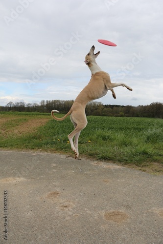 witziger Windhund spielt Frisbee