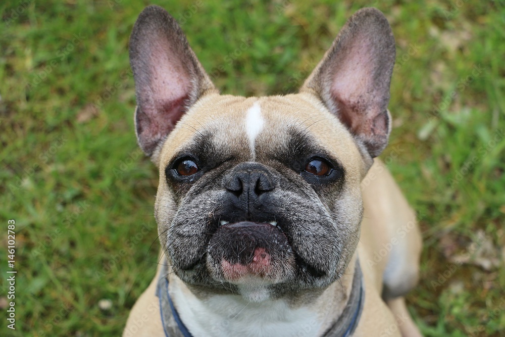 französische bulldogge portrait