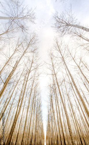 Tree forest symmetry 