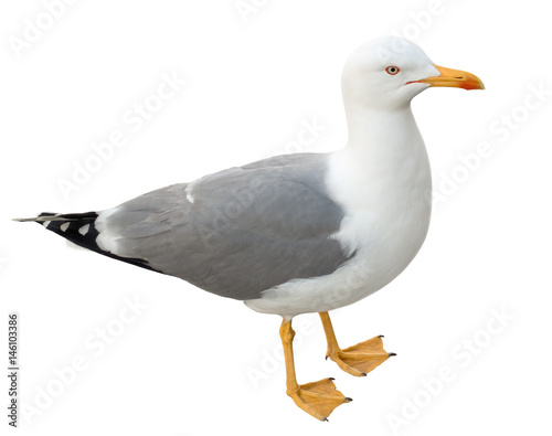 Seagull bird standing on its webbed feet. Frontal view, isolated on white background.
