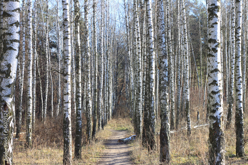 Trunks of birch trees in forest / birches in sunlight in spring / birch trees in bright sunshine / birch trees with white bark / beautiful landscape with white birches