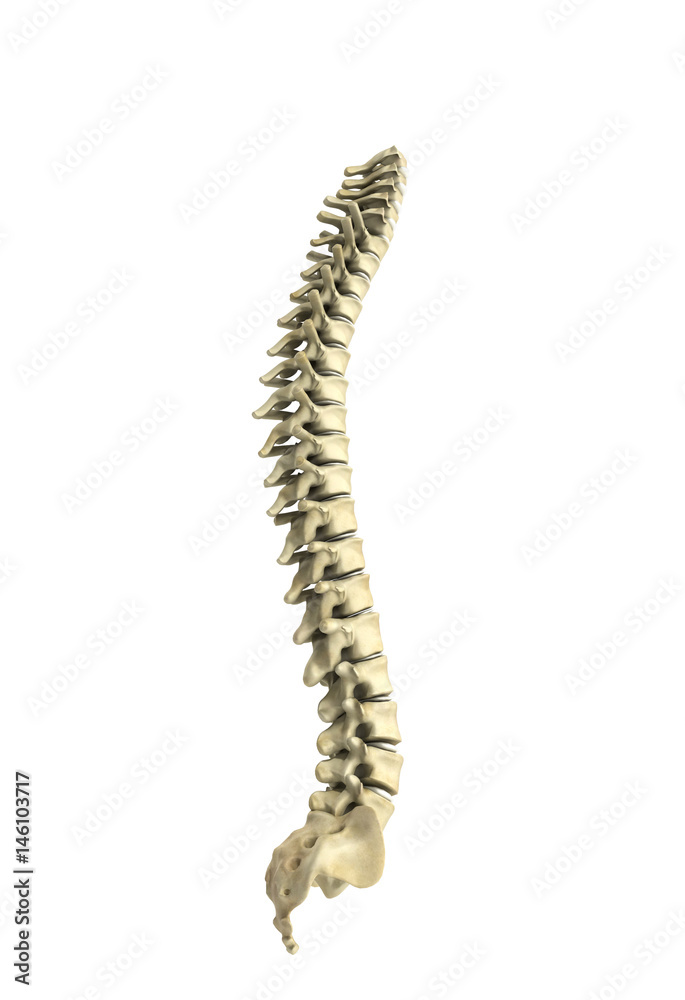 human spine 3d render on white background human spine 3d render on white background