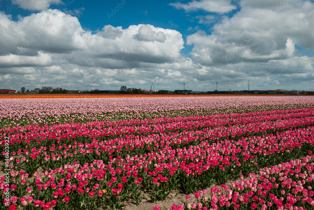Tulip culture, Netherlands