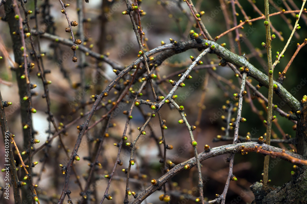 Buds opening on tree brances. Selective focus. Concept of spring, progress and new times.