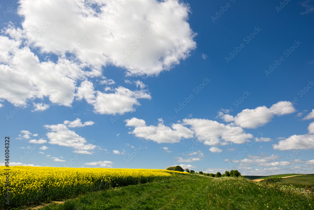 Obraz premium Rapeseed in the Rolling Sussex Countryside