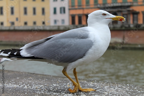 Gabbiano reale zampegialle mentre mangia #146104741