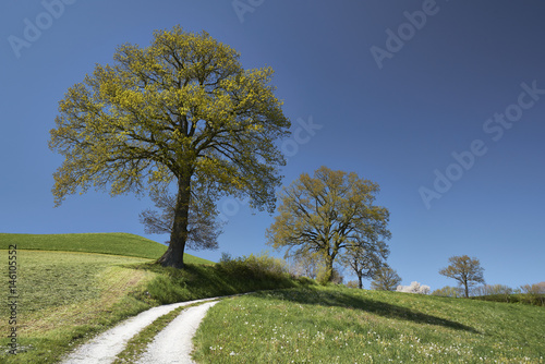 Eichen auf dem Belpberg