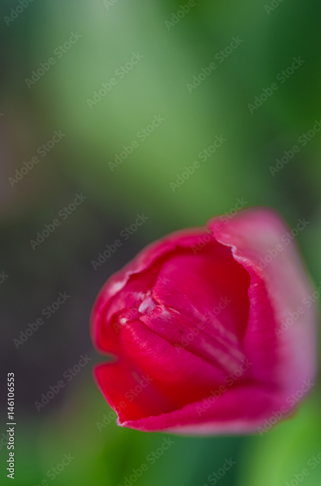 red beautiful tulips in spring time, floral background red beautiful tulips in spring time, floral background