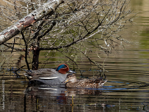 Eurasian Teal - Anas crecca