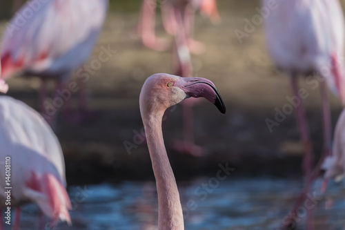 Foto Flamingos (Phoenicopteriformes), close-up