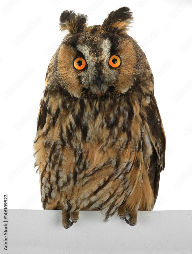 Naklejka premium owl