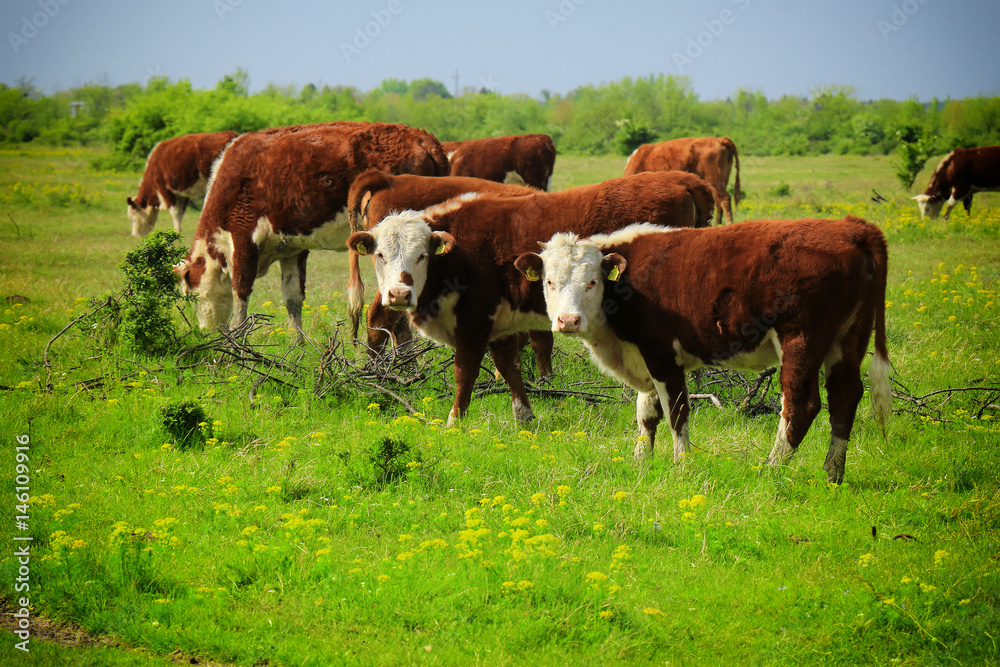 Calves on the field