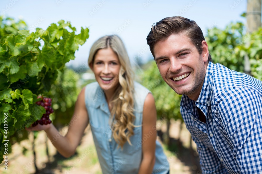 Portrait of smiling couple by grapes growing at vineyard Portrait of smiling couple by grapes growing at vineyard