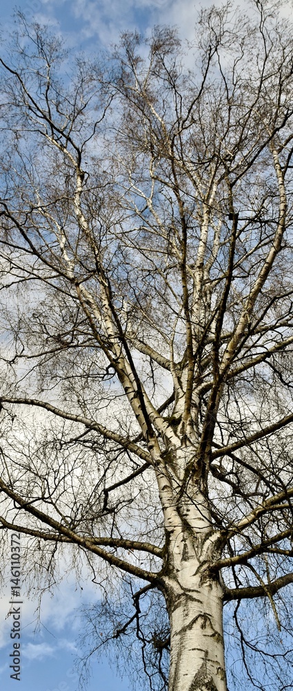 leafless Birch tree in winter and blue sky