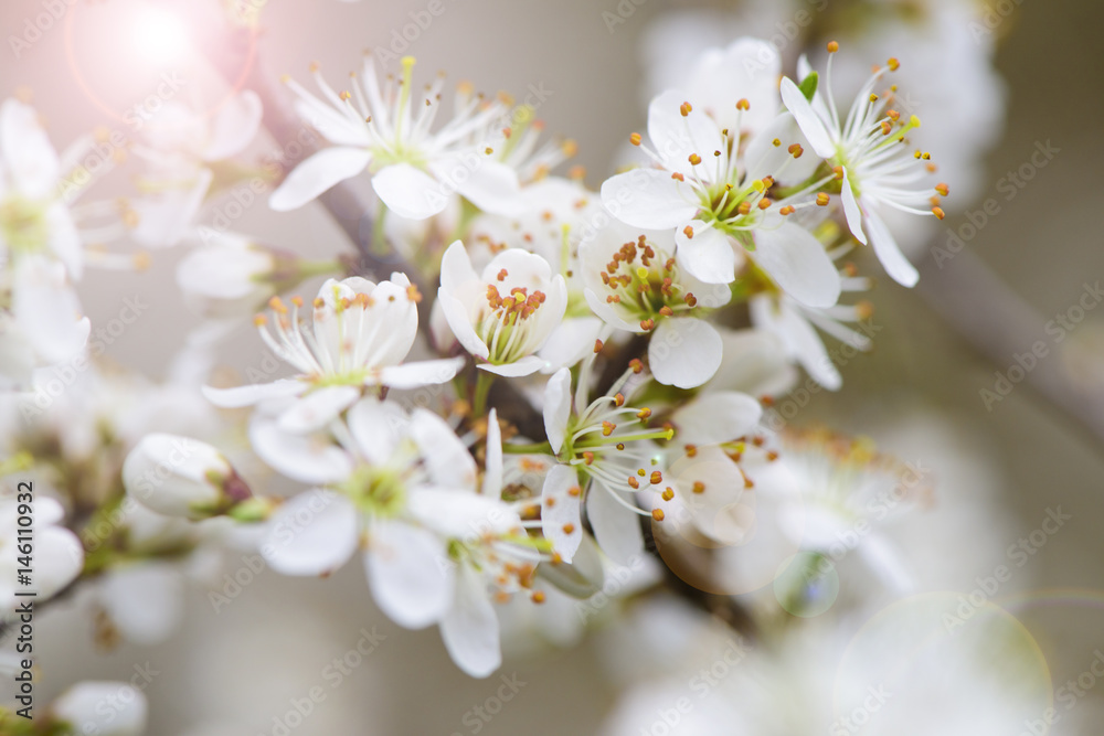 Blühender Strauch im Frühling mit Blüten