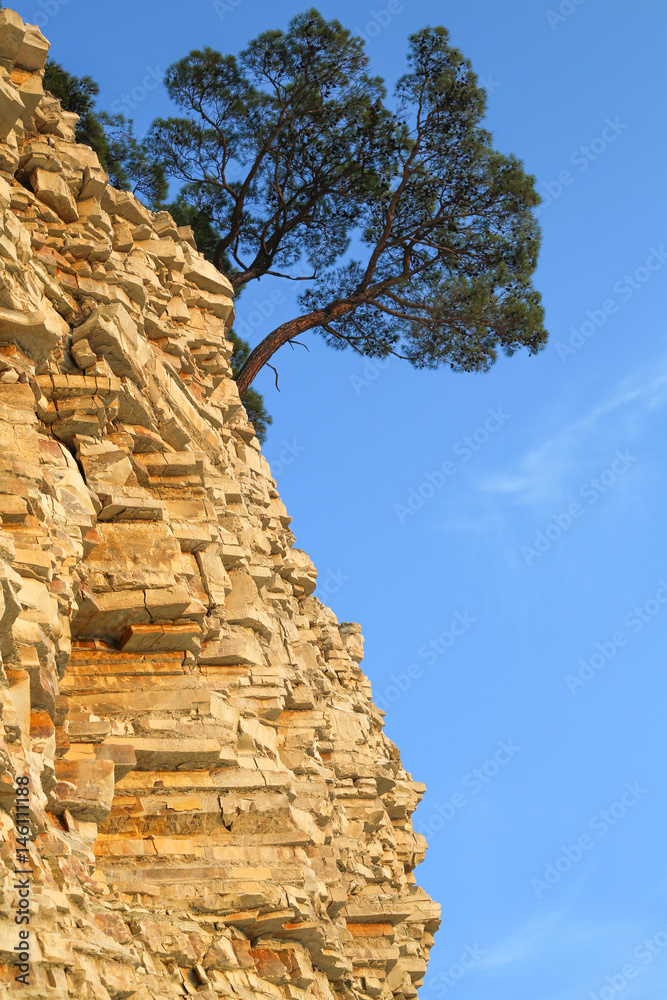 Fototapeta premium the tree on the steep slope of the shore