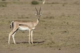 Grant's gazelle female standing in the sun-dried savannah in the dry season
