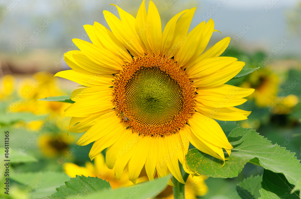 Bee and Sunflower