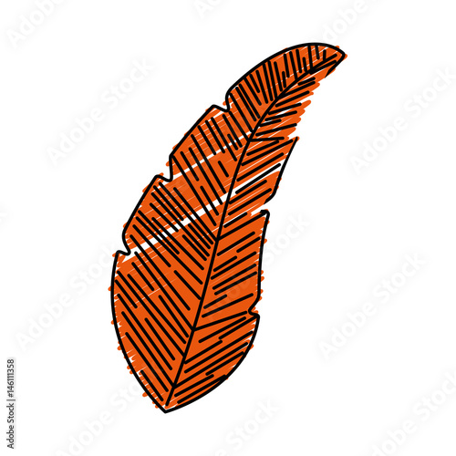 beauty and exotic feather vector illustration design