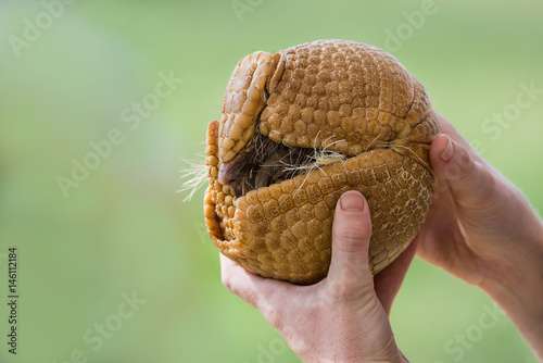 Hands holding a three-banded armadillo (Tolypeutes matacus), rolled up into a defensive ball