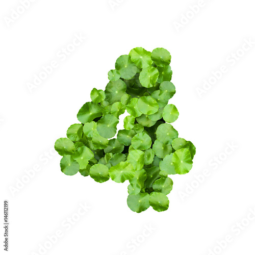 Alphabet and numbers with green leaves on white background. Green leaf number on Isolated white. Number 4