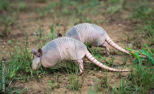 Foto Juvenile Nine-banded Armadillos (Dasypus novemcinctus) digging for food in the g