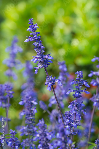 Blue Salvia  salvia farinacea  blooming in the garden