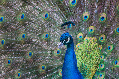 A peacock with awesome colors.