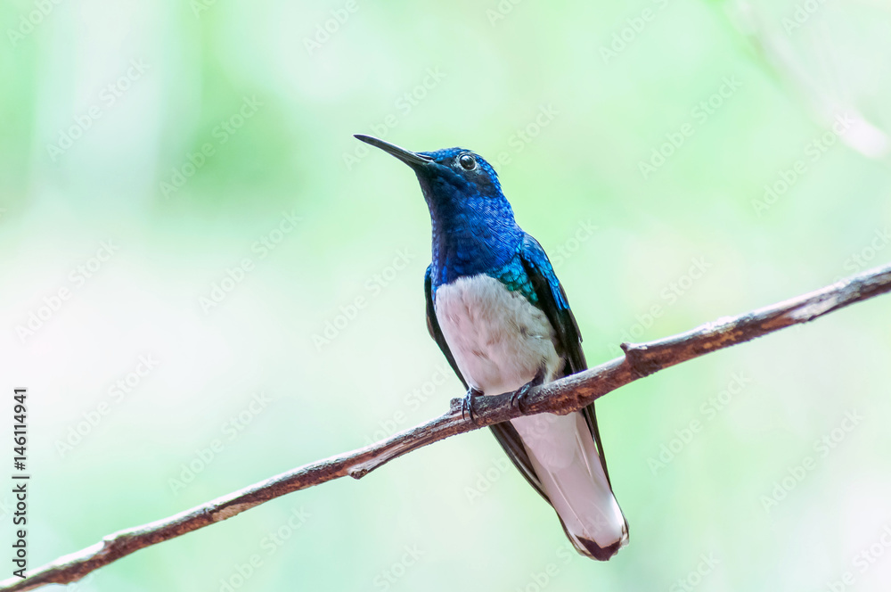 Obraz premium A humminbird