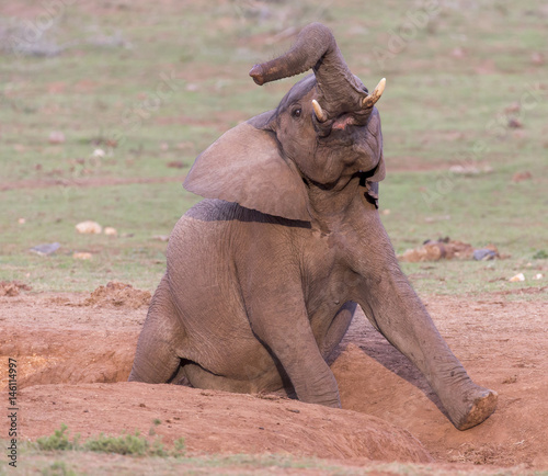 Itchy Eelephant having a Satisfying Scratch photo