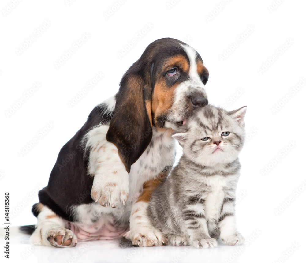Basset hound puppy kissing tiny kitten. isolated on white background Basset hound puppy kissing tiny kitten. isolated on white background