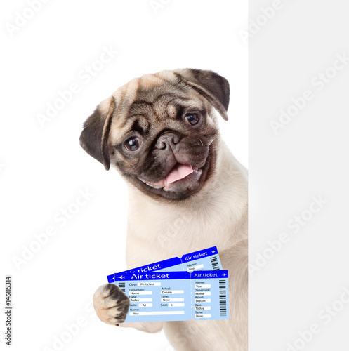 Puppy peeking from behind empty board and holding airline tickets. isolated on white background © Ermolaev Alexandr