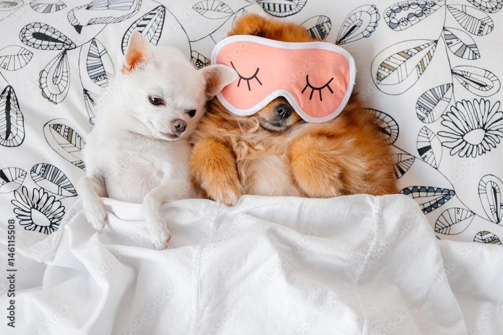 Cute, funny red pomeranian female puppy lying on back in sleeping mask  together with chihuahua male