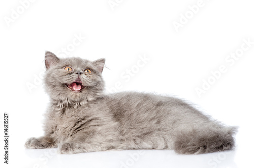 Happy Scottish kitten looking up. isolated on white background