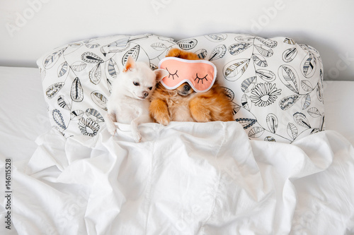 Cute, funny red pomeranian female puppy lying on back in sleeping mask together with chihuahua male on pillows on sofa covered by blanket. Good night. Lovely couple. Dogs resting. Pets. Unity. Animals