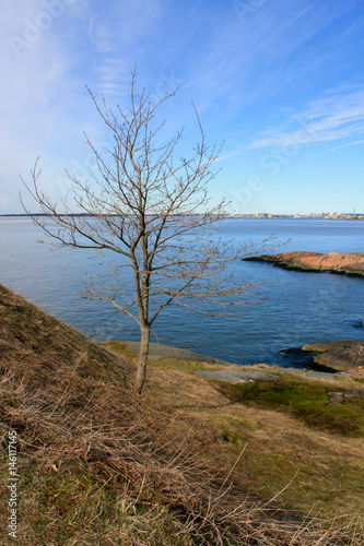 Lonely tree without leaves