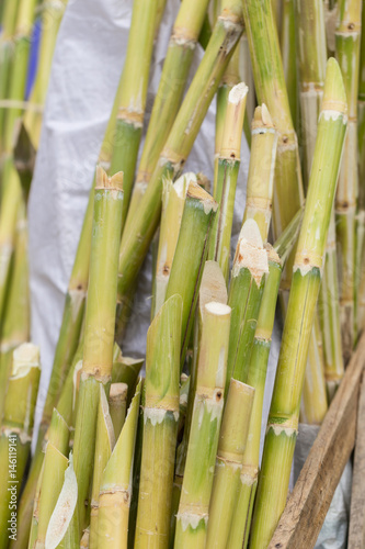 Sugarcane bagasse  source of sweet sugar for food and nature fiber recycle for biofuel pulp and building materials.