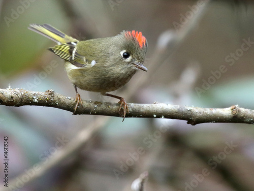 Ruby-crowned Kinglet Perched on a Branch