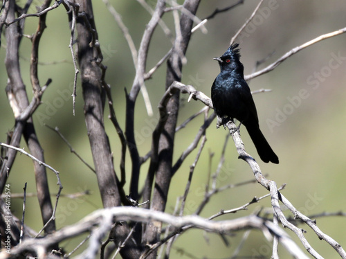 Male Phainopepla in a Bush photo