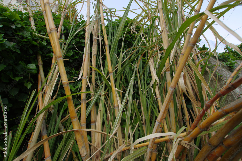 Fototapeta premium sugar cane plantation