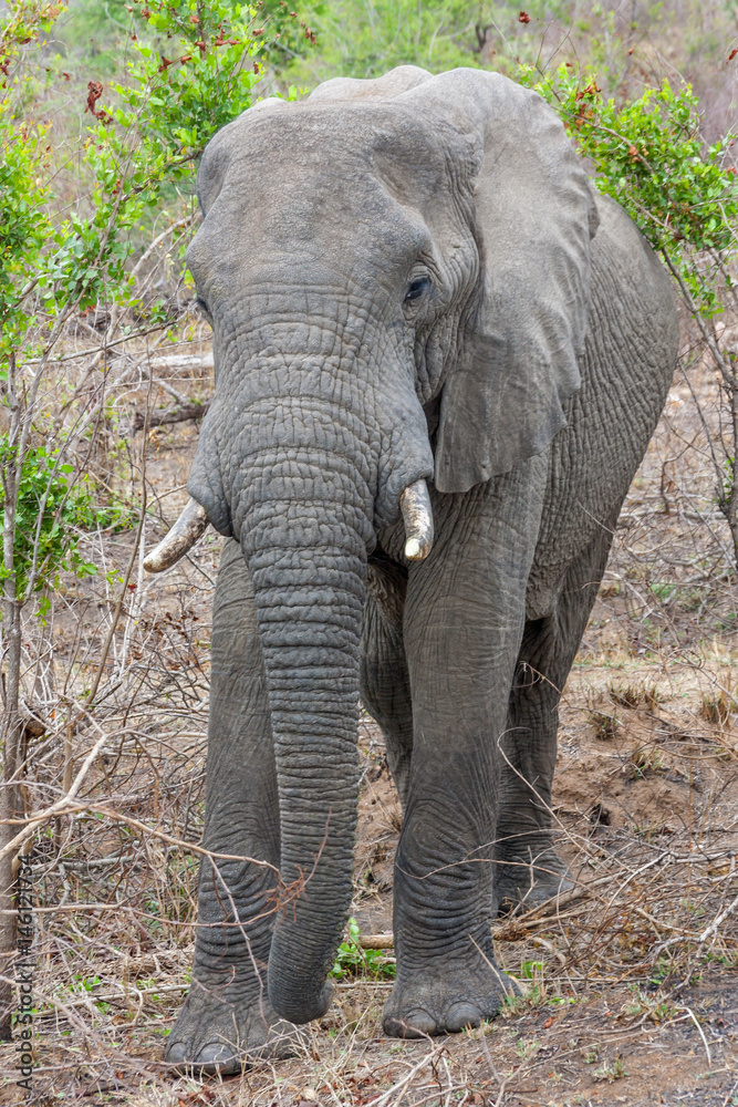 Obraz premium Elefant