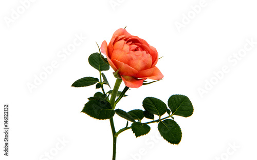 Fototapeta Naklejka Na Ścianę i Meble -  Beautiful rose