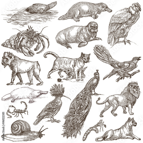 Animals around the World - An hand drawn full sized pack. Hand drawings. Line art.