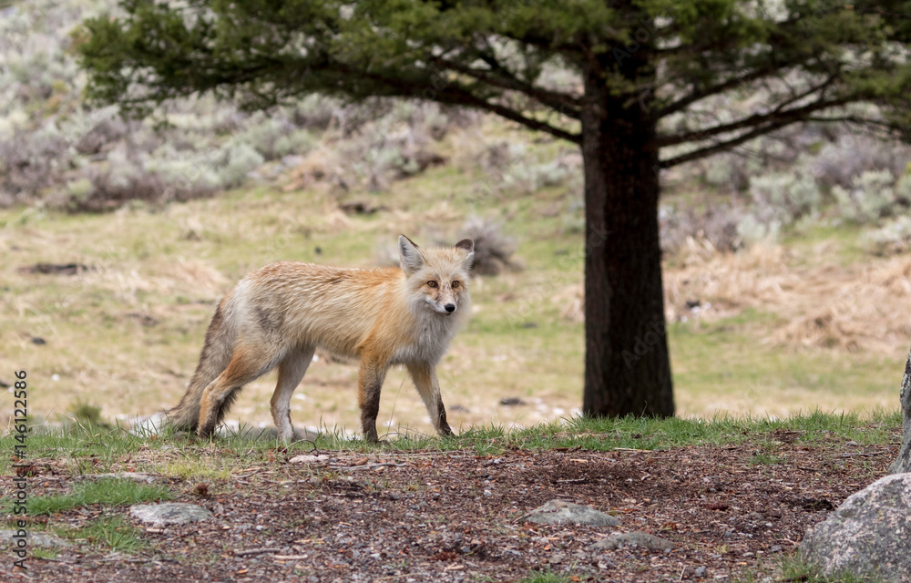 Red Fox