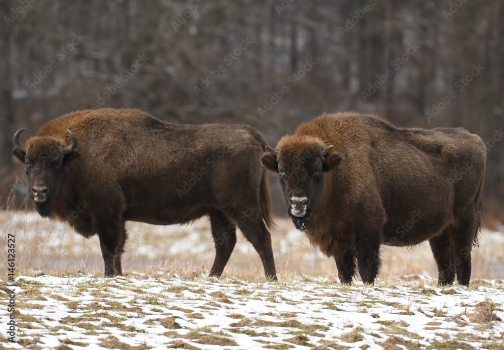 Fototapeta premium European bison (Bison bonasus)