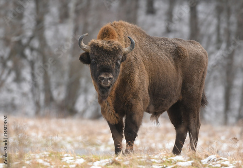 European bison (Bison bonasus) photo