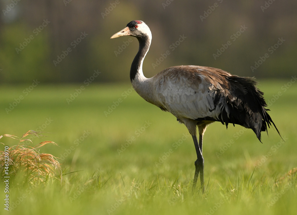 Fototapeta premium Common crane (Grus grus)