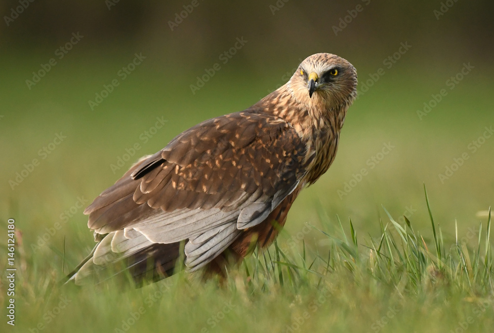 Marsh harrier (Circus aeruginosus) Marsh harrier (Circus aeruginosus)