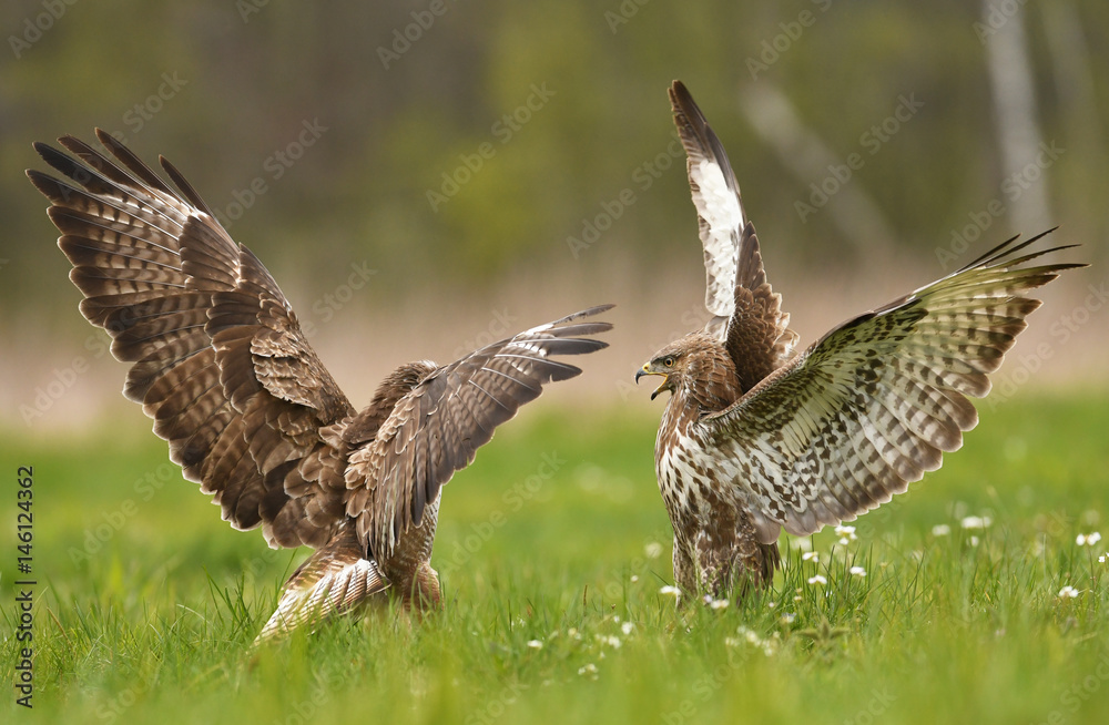 Fototapeta premium Fighting common buzzards (Buteo buteo)